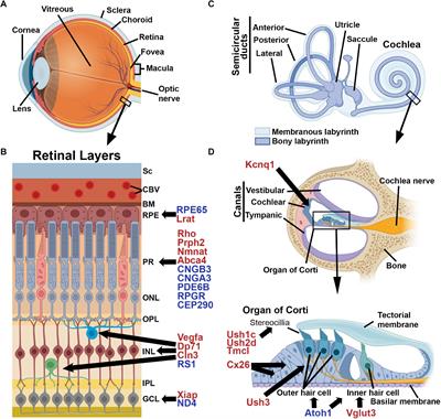 Frontiers | Gene Therapy To The Retina And The Cochlea